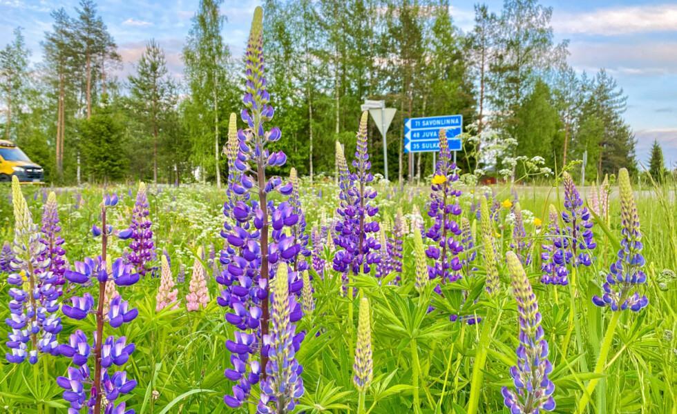 Lupiineja kasvamassa tien varressa, taustalla näkyy paikkakuntaa osoittava liikennemerkki.