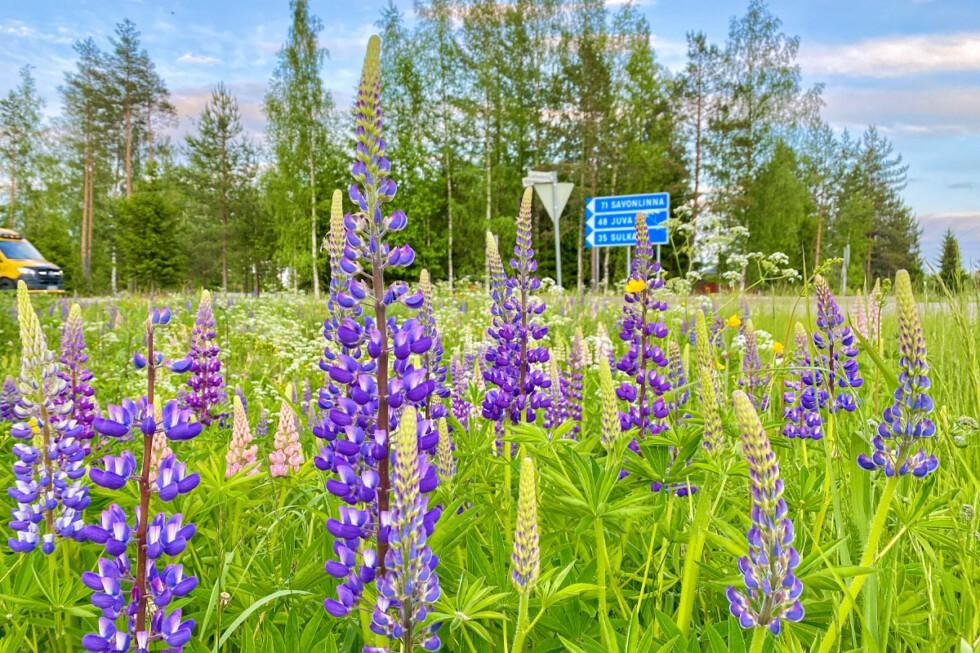 Lupiineja kasvamassa tien varressa, taustalla näkyy paikkakuntaa osoittava liikennemerkki.